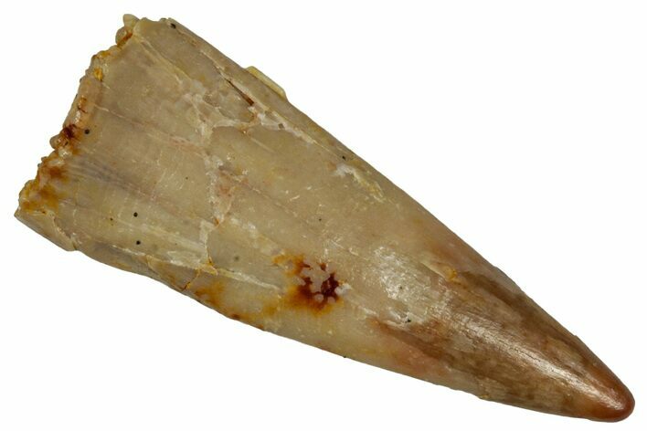 Fossil Pterosaur (Siroccopteryx) Tooth - Morocco #299808